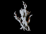 Lizardfolk Shaman Miniature for Dungeons and Dragons, Pathfinder or other TTRPGs
