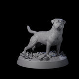 Vigilant Guard Dog A Miniature for Dungeons and Dragons, Pathfinder or other TTRPGs
