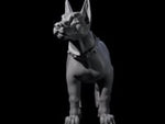Inquisitive Dog A