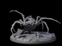 Spinning Web Cave Spider B