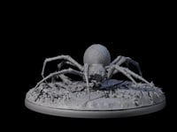 Spinning Web Cave Spider C