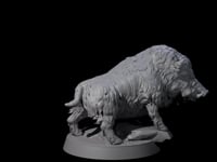 Gruff Wild Boar
