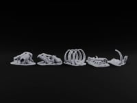 Picked Over and Proud Dragon Skeleton Remains turntable
